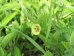 Physalis pumila hispida