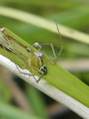 Oxyopes lineatus