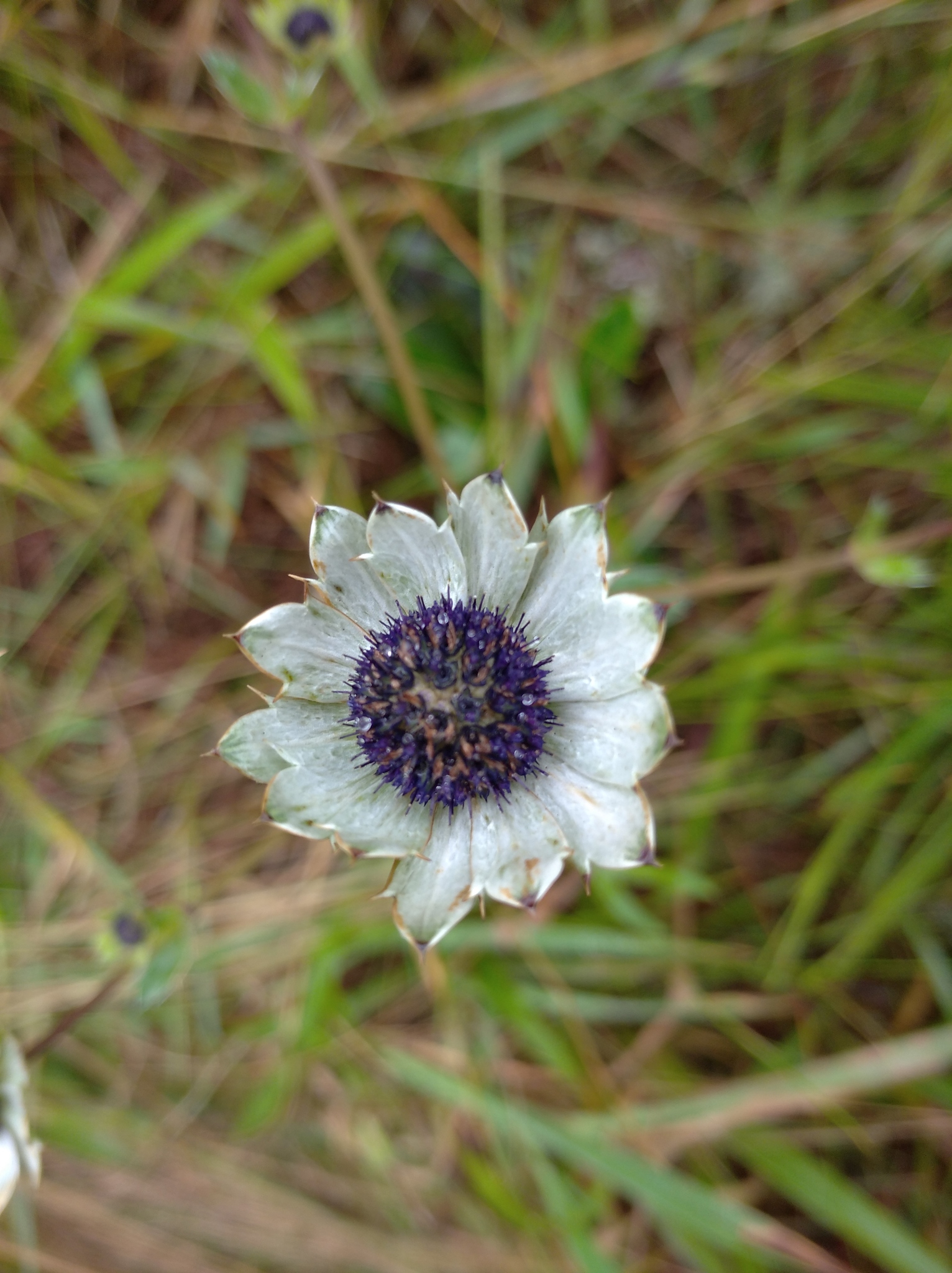 Eryngium image
