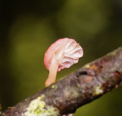 Mycena roseoflava