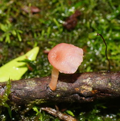 Mycena roseoflava