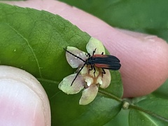 Greenarus thoracicus