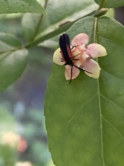 Greenarus thoracicus