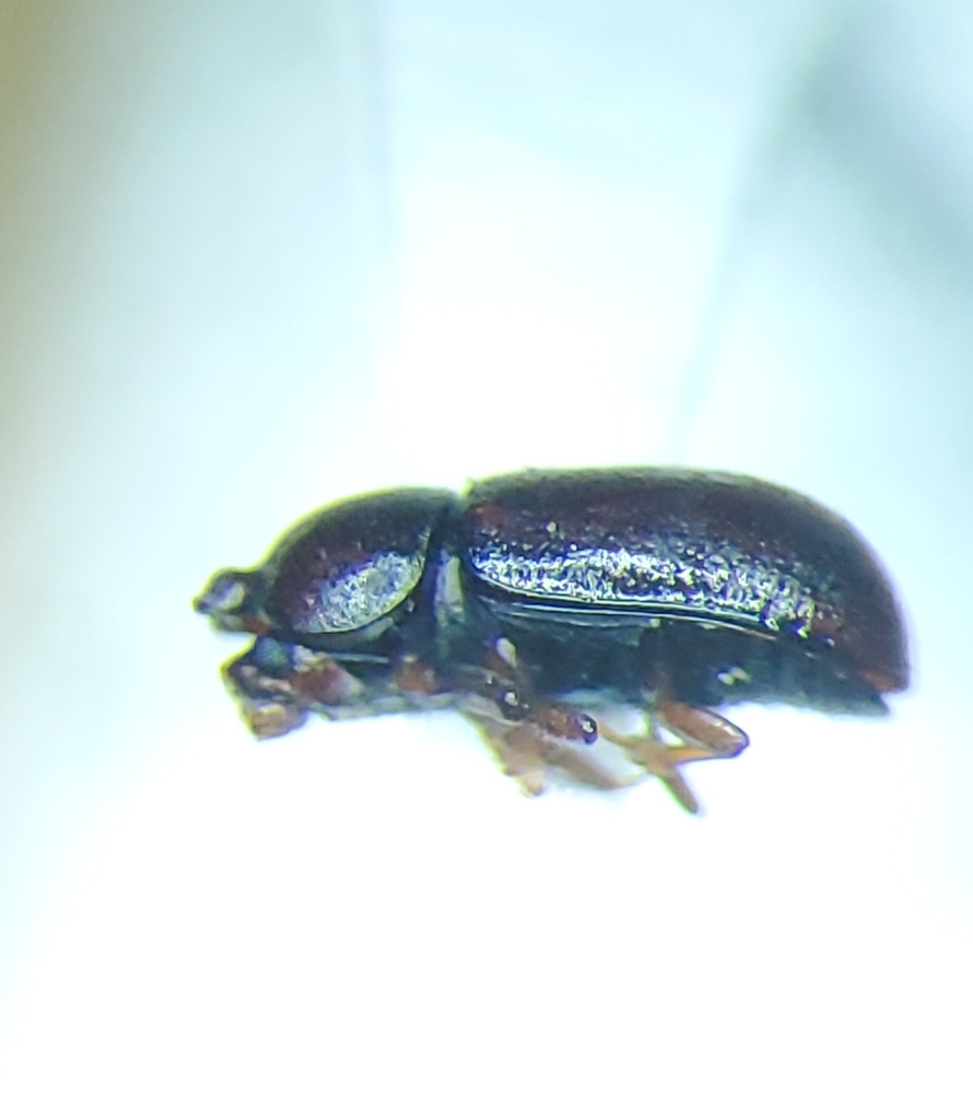 Ceracis singularis