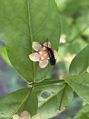 Greenarus thoracicus