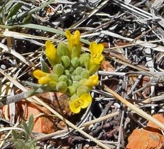 Physaria montana