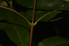 Schizomeria ovata