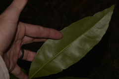 Schizomeria ovata