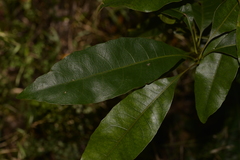 Schizomeria ovata