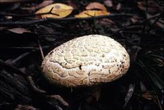 Amanita ochrophylloides
