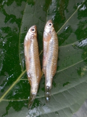 Rasbora daniconius