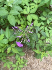 Phlox glaberrima