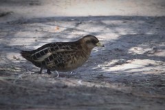 Coturnicops noveboracensis