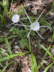 Hymenocallis pygmaea