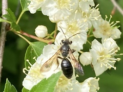 Andrena crataegi