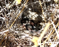 Amphispiza bilineata