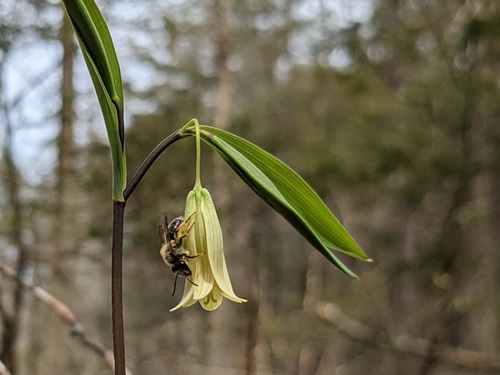 Sessileleaf bellwort (Uvularia sessilifolia)