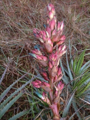 Puya parviflora