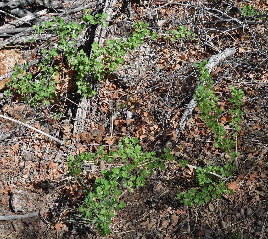 white-stemmed gooseberry from El Paso, Colorado, United States on May ...