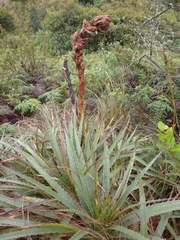 Puya parviflora