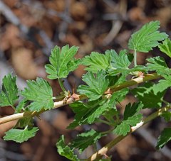 Ribes inerme