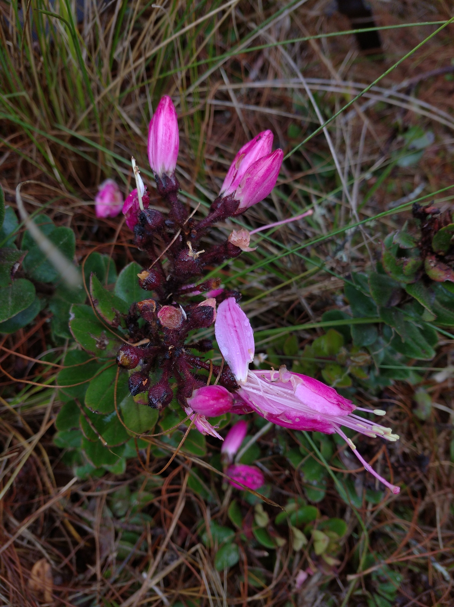 Bejaria image