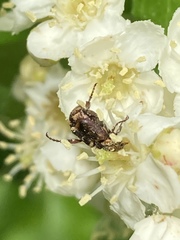 Valgus canaliculatus