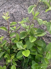 Chionanthus retusus