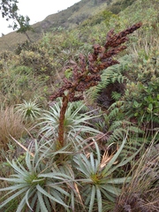 Puya parviflora
