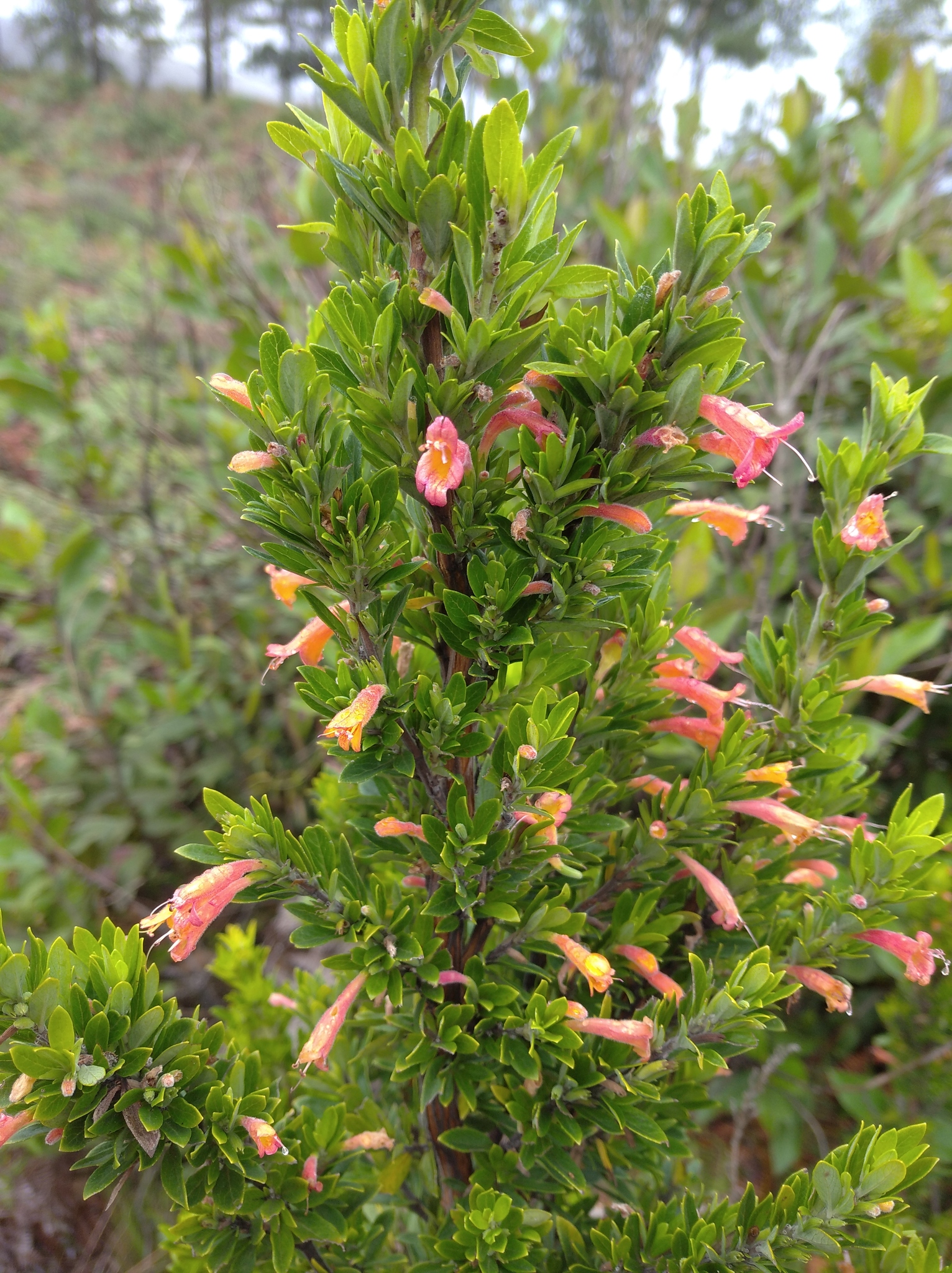 Clinopodium taxifolium image