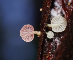 Mycena roseoflava