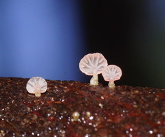 Mycena roseoflava