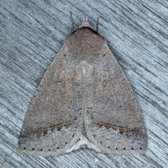 Pantydia capistrata