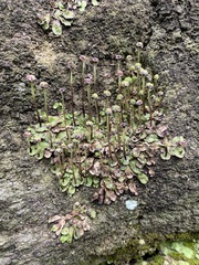 Reboulia hemisphaerica