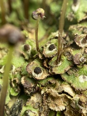 Reboulia hemisphaerica