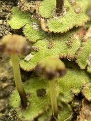 Reboulia hemisphaerica