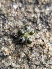 Reboulia hemisphaerica