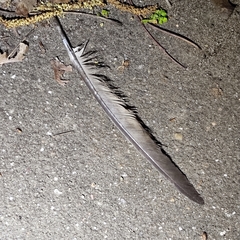 Columba livia domestica