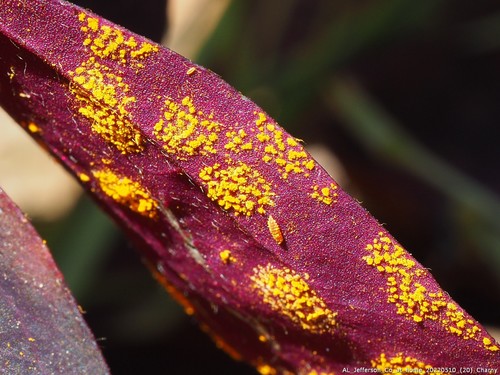 Oxalis rust