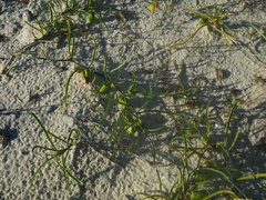 Physalis angustifolia