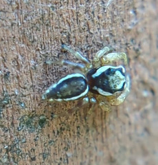 Pelegrina pervaga