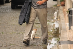Felis catus