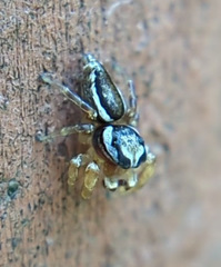 Pelegrina pervaga