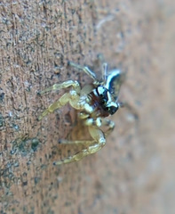 Pelegrina pervaga