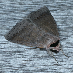 Pantydia capistrata