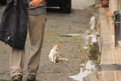 Felis catus