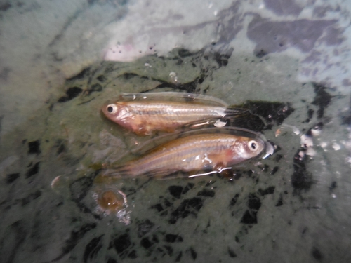Zebra danio