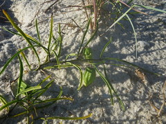 Physalis angustifolia