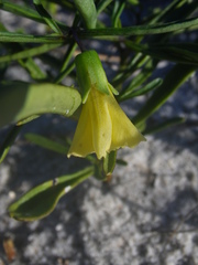 Physalis angustifolia
