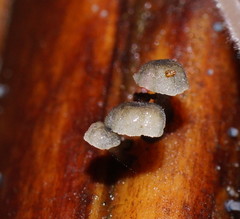 Mycena lazulina